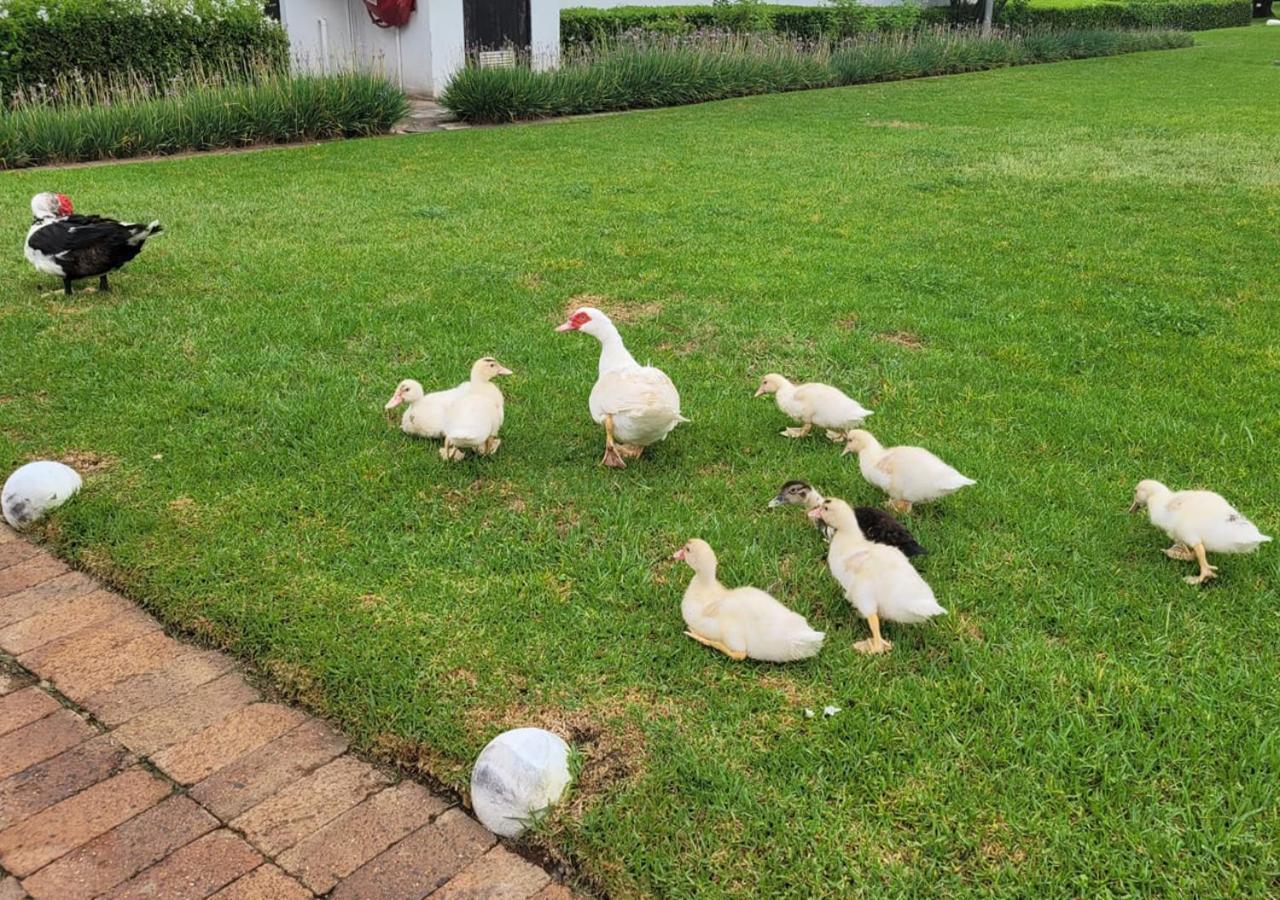 Kievits Kroon Gauteng Wine Estate Pretoria Exterior photo